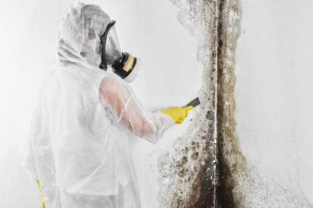 Best Post-Flood Mold Remediation in Thermopolis, WY