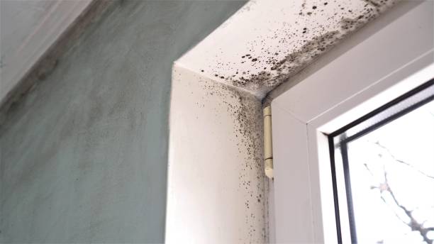 Best Preventive Mold Services in Thermopolis, WY