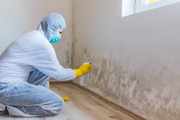 Professional Mold Remediation in Thermopolis, WY