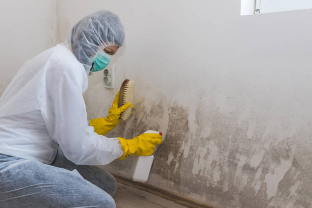 Best Post-Flood Mold Remediation in Thermopolis, WY