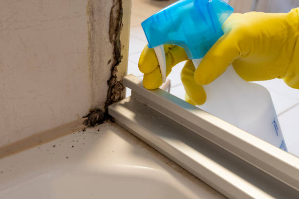 Best Insurance-Related Mold Remediation in Thermopolis, WY