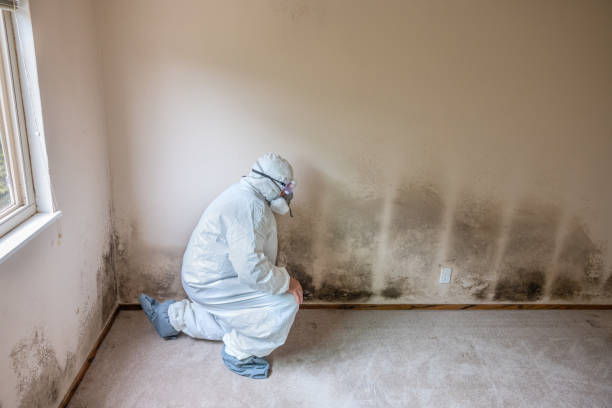 Best Insurance-Related Mold Remediation in Thermopolis, WY