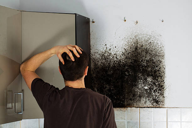 Best Attic Mold Remediation in Thermopolis, WY